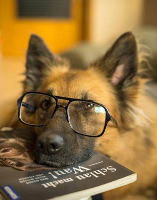 Illustration d'un chien avec des lunettes