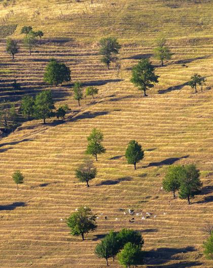 paysage de pâturage