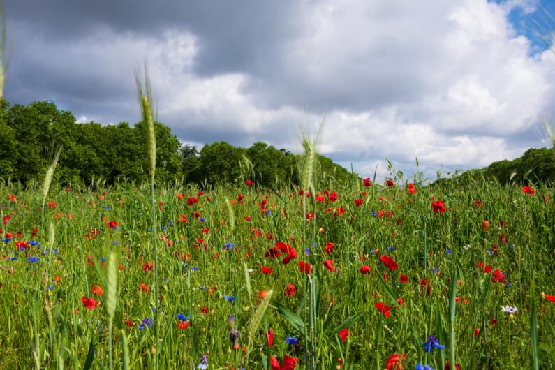 Champ et coquelicots