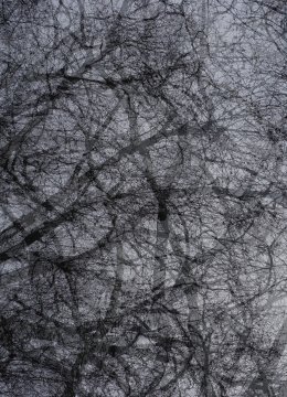 Photographie en noir et blanc de branches d'arbre