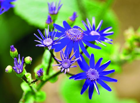 Splendeurs florales