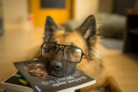 Illustration d'un chien avec des lunettes