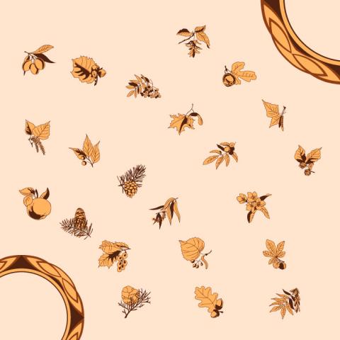 variétés d'arbres illustrées