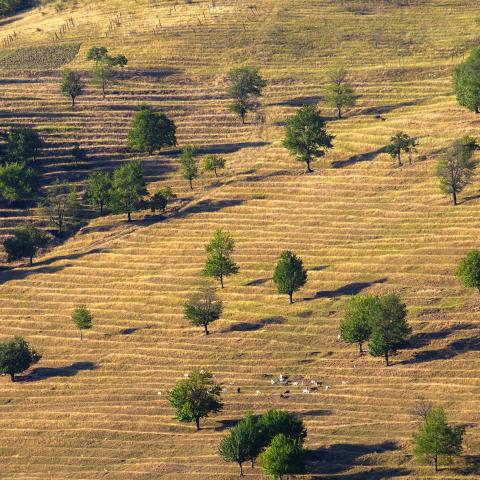 paysage de pâturage